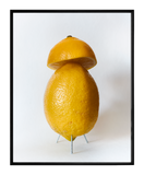 Vojtěch Veškrna – Lemon mushroom – zvětšenina, Giclée tisk – černý rám náhled